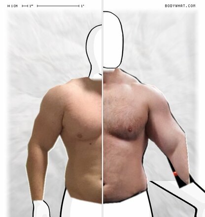 Torso Comparison