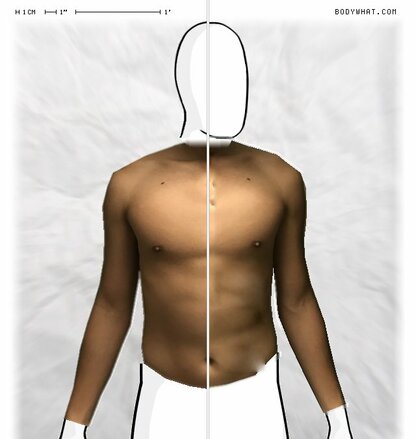 Torso Comparison