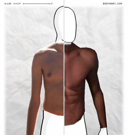 Torso Comparison