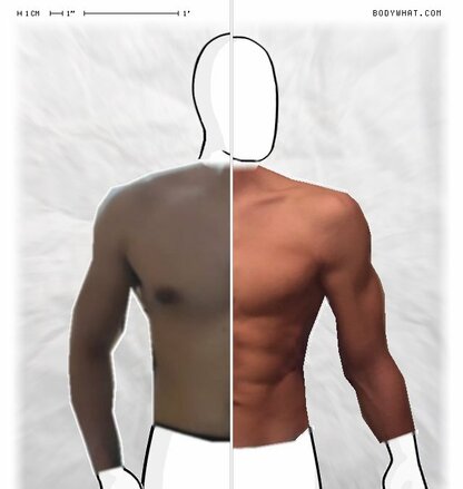 Torso Comparison