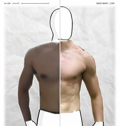 Torso Comparison