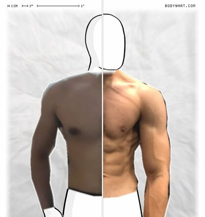 Torso Comparison