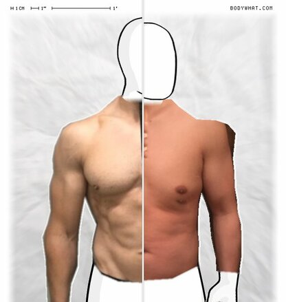 Torso Comparison