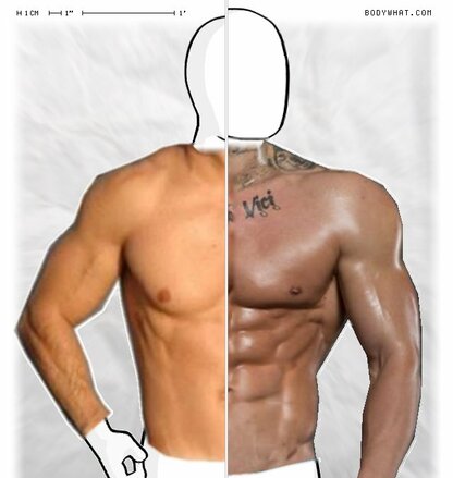 Torso Comparison