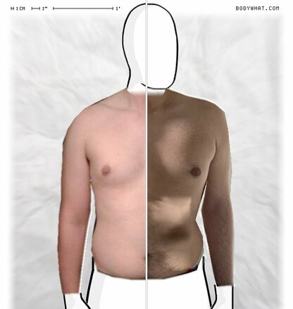 Torso Comparison