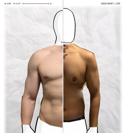Torso Comparison