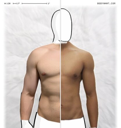 Torso Comparison