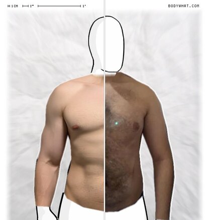 Torso Comparison