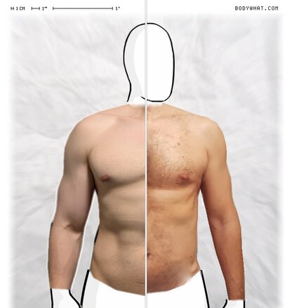 Torso Comparison