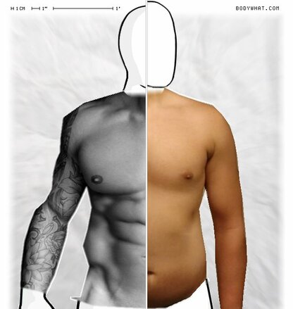 Torso Comparison