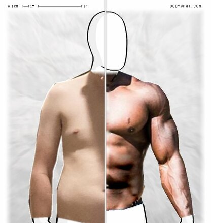 Torso Comparison