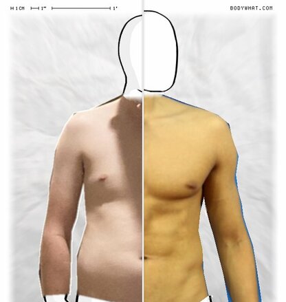 Torso Comparison