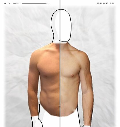 Torso Comparison