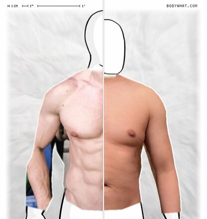 Torso Comparison