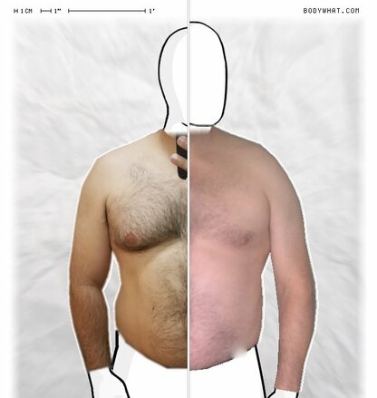 Torso Comparison