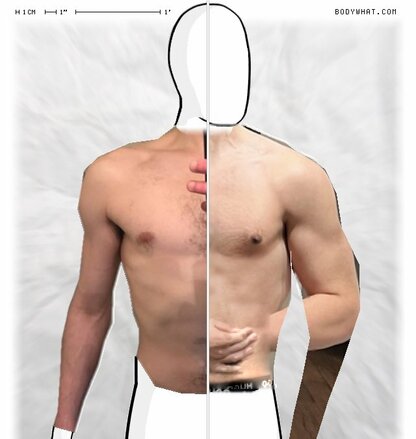 Torso Comparison