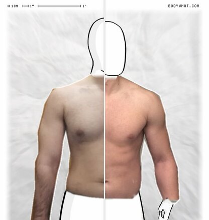 Torso Comparison