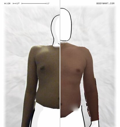 Torso Comparison