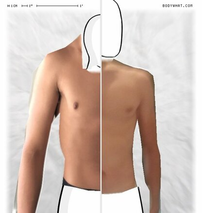 Torso Comparison