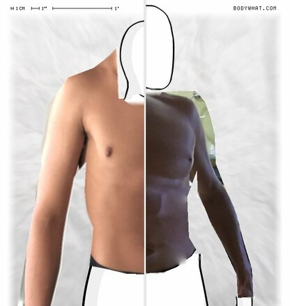 Torso Comparison