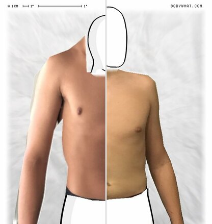 Torso Comparison