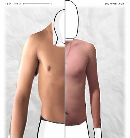 Torso Comparison