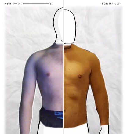 Torso Comparison