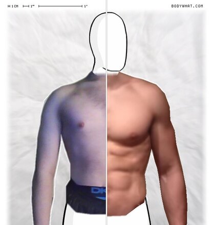 Torso Comparison