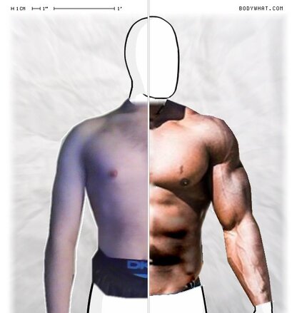Torso Comparison