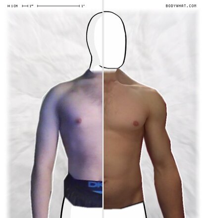Torso Comparison