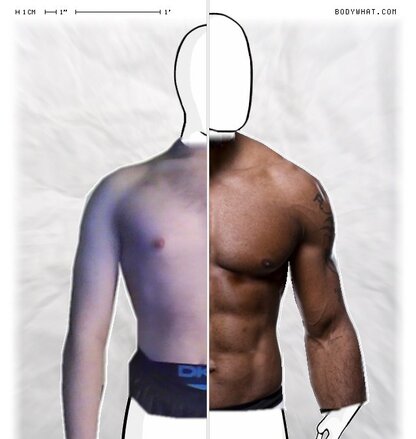 Torso Comparison