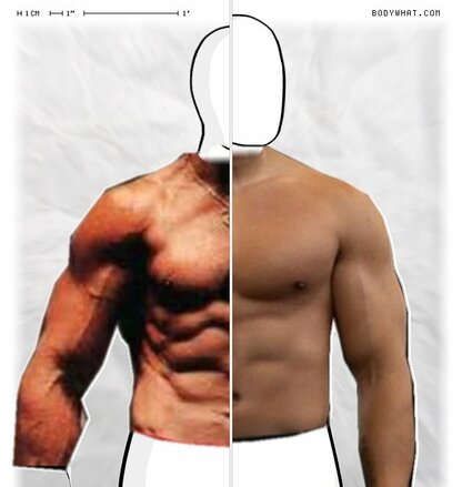 Torso Comparison