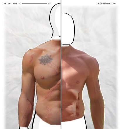Torso Comparison