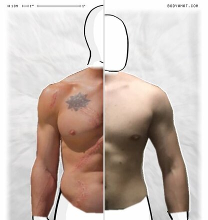 Torso Comparison