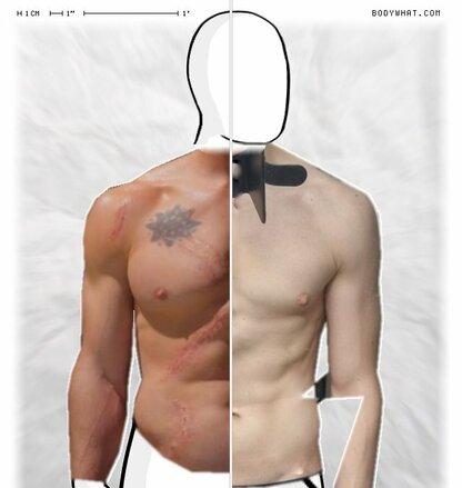 Torso Comparison