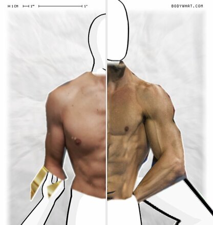 Torso Comparison