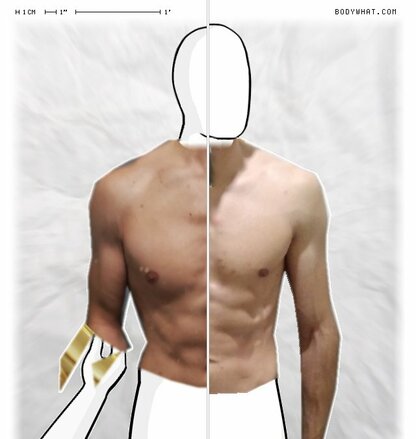 Torso Comparison