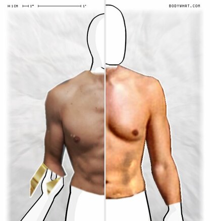 Torso Comparison