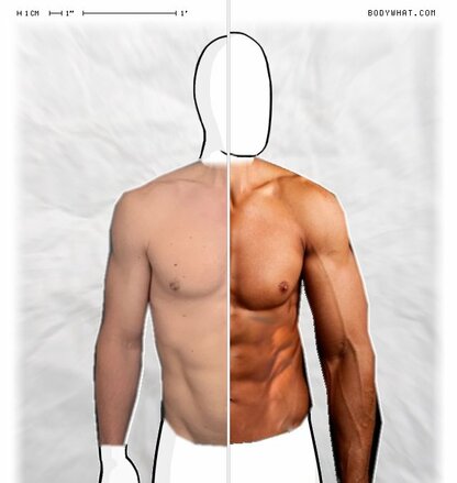 Torso Comparison