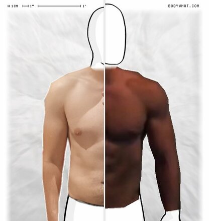 Torso Comparison