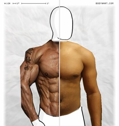 Torso Comparison