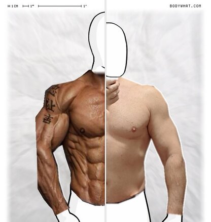 Torso Comparison