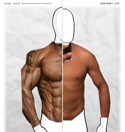 Torso Comparison