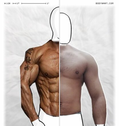 Torso Comparison