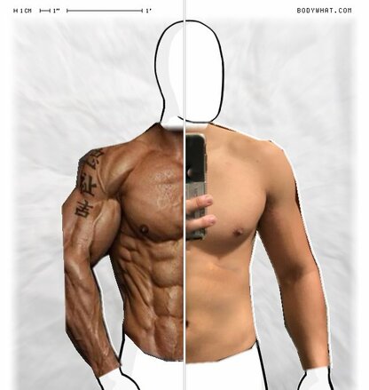 Torso Comparison