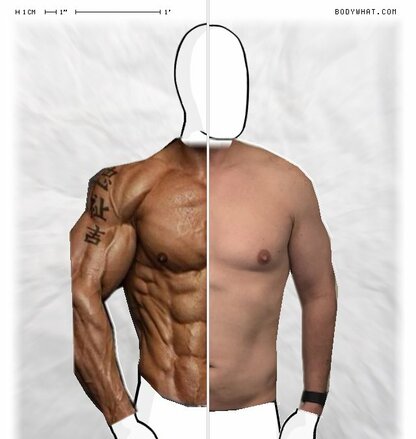 Torso Comparison
