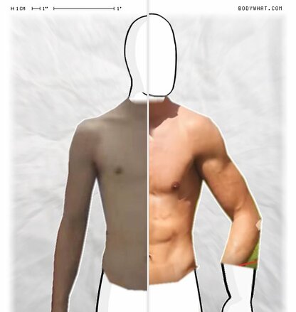 Torso Comparison