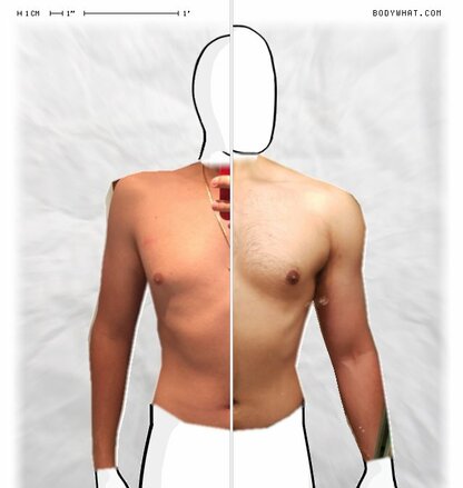 Torso Comparison