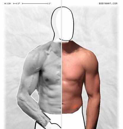 Torso Comparison