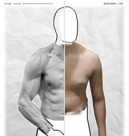 Torso Comparison